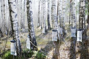 La extraccón de la savia de los abedules nórdicos