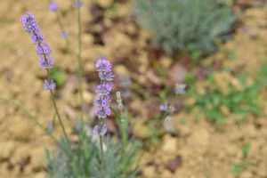 Lavanda y helicristo de las plantaciones propias de AAltho